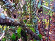 Mother Nature