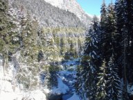 Wild Forest
