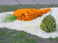 Carrot