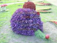 Hedgehog